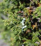 Juniperus sibirica. Ветвь с шишкоягодами. Бурятия, южная часть Баргузинского хребта, берег р. Большой Чивыркуй. 16.07.2009.