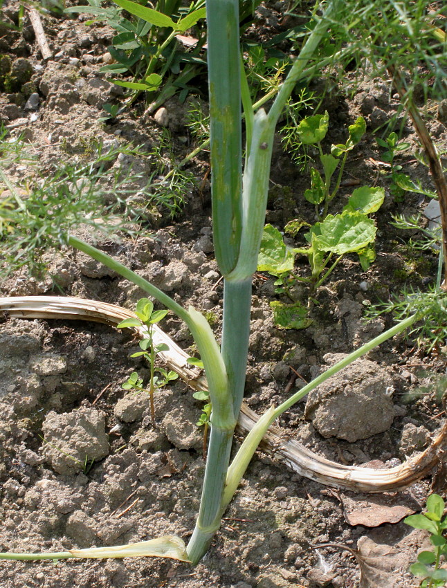 Изображение особи Foeniculum vulgare var. azoricum.