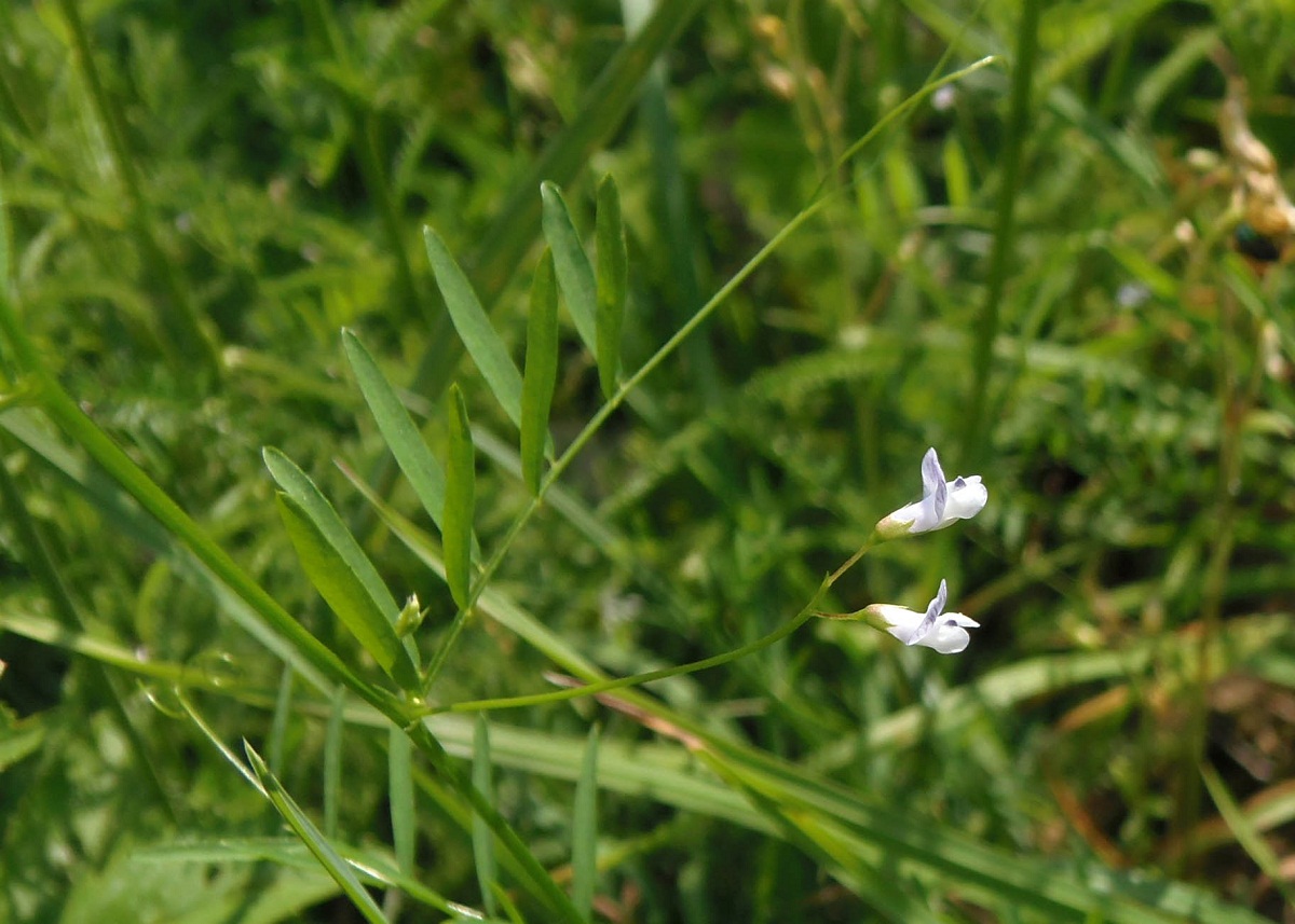 Изображение особи Vicia tetrasperma.