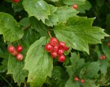 Viburnum opulus