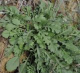 Scabiosa ochroleuca