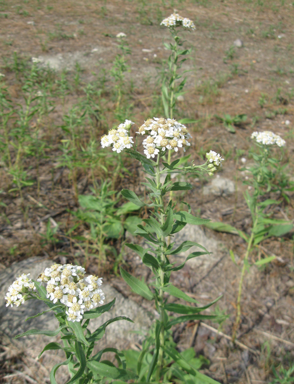 Изображение особи Achillea salicifolia.