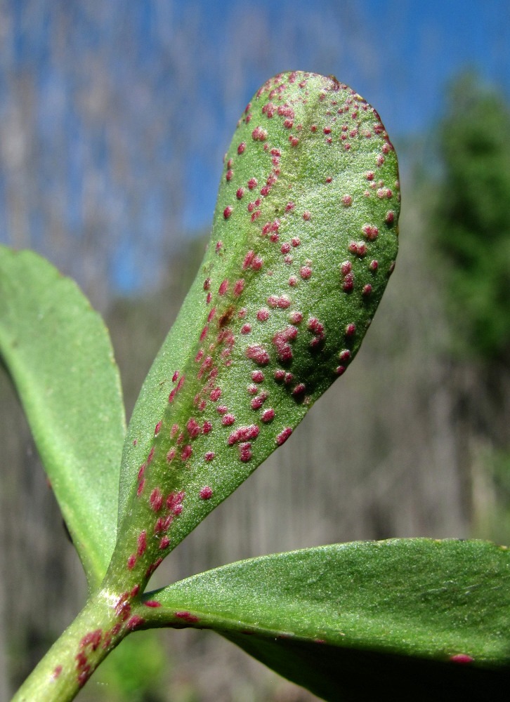 Изображение особи Menyanthes trifoliata.