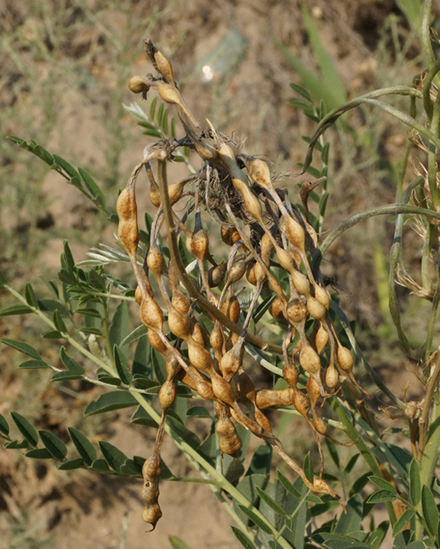 Изображение особи Pseudosophora alopecuroides.