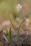 Hyacinthella leucophaea