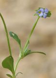 Viola occulta