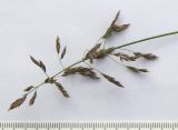 Catabrosella variegata