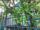 Crataegus nigra. Цветущие растения. Мурманск, палисадник ОЦ \"Гларус\". 23.06.2015.