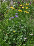 Dolichorrhiza caucasica. Цветущее растение (вокруг цветут Geranium sylvaticum, Hedysarum caucasicum, Chaerophyllum roseum). Северная Осетия, Ирафский р-н, долина р. Гебидон, ≈ 2500 м н.у.м., субальпийский луг. 07.07.2016.