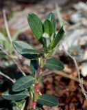 Helianthemum nummularium