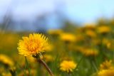 Taraxacum officinale