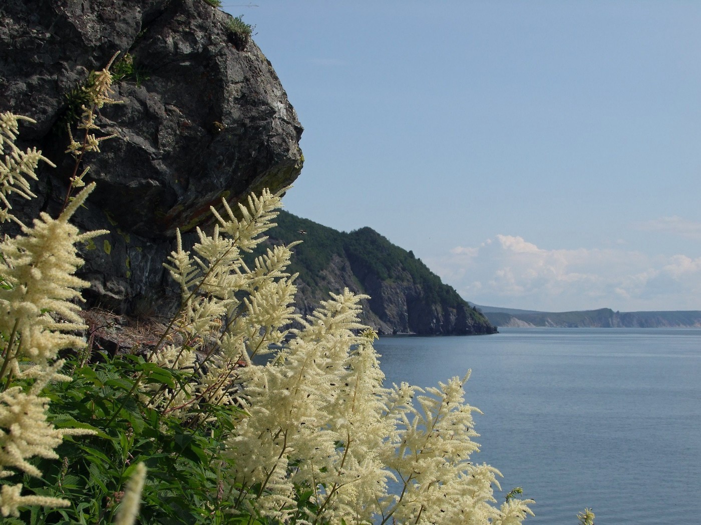 Изображение особи Aruncus dioicus.