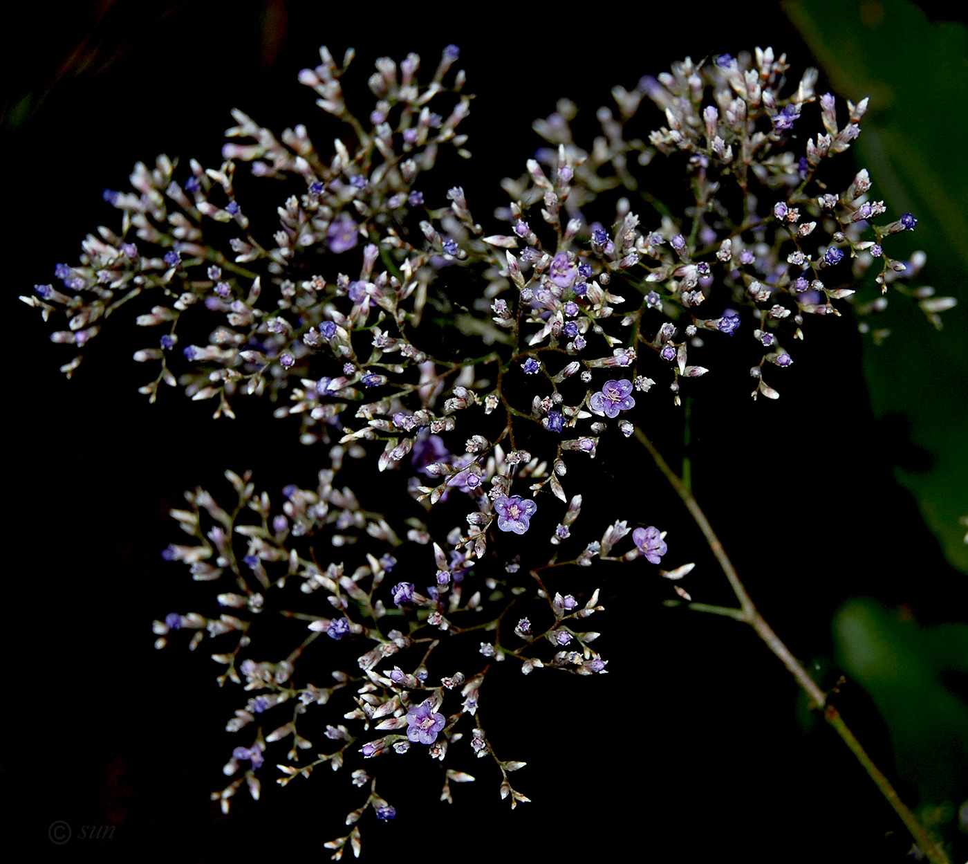 Изображение особи Limonium coriarium.