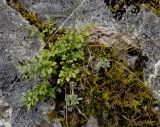 Asplenium ruta-muraria. Вегетирующее растение. Северный Урал, Пермский край, правый берег р. Язьва, вершина Ветлянского Камня, в щели на камне, в моховой подушке, в сообществе с Schivereckia podolica. 19 августа 2017 г.