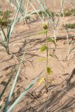 Helianthus annuus. Расцветающее растение. Ленинградская обл., окр. пос. Большая Ижора, побережье Финского залива, песчаный береговой вал, гонкениево-волоснецовое сообщество. 10.09.2017.