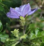 Solanum giftbergense