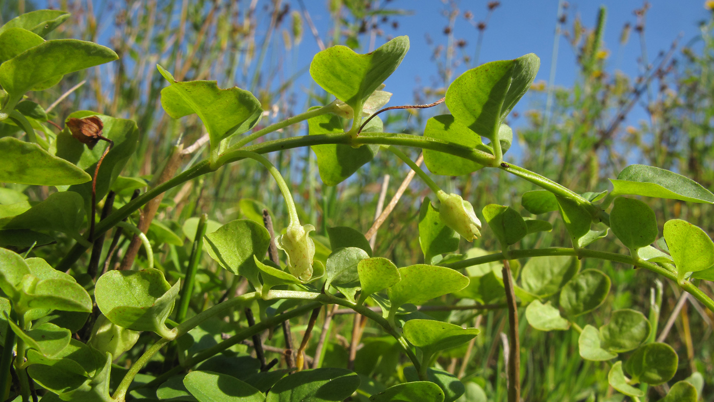 Изображение особи Lysimachia nummularia.