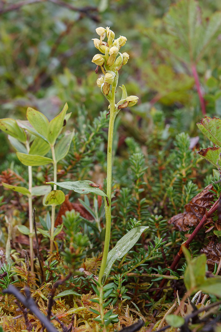 Изображение особи Dactylorhiza viridis.