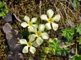 Gentiana oschtenica. Цветущие растения (вид сверху). Абхазия, Рицинский реликтовый национальный парк, гора Чха, ≈ 2500 м н.у.м., поросший мхами участок каменистого склона. 15.07.2017.