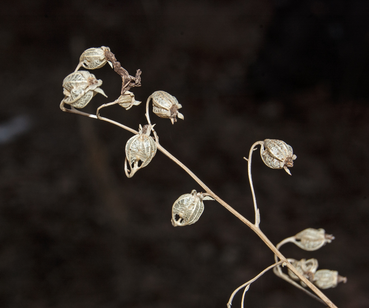 Изображение особи Adenophora liliifolia.