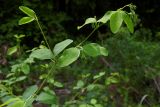 Lathyrus roseus. Верхушка побега с бутонами. Республика Адыгея, Майкопский р-н, ок. 8,5 км восточнее ст. Даховская, хребет Скалистый (Уна-Коз), склон г. Шидехт, зарастающая вырубка в лиственном лесу у грунтовой дороги. 05.05.2018.