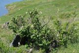 Cotoneaster melanocarpus