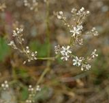 Gypsophila altissima. Часть соцветия с бутонами и цветками. Башкортостан, Учалинский р-н, Ильчигуловский сельсовет, окр. дер. Мулдашево, хр. Нурали, скальник, ≈ 700 м н.у.м. 7 сентября 2018 г.