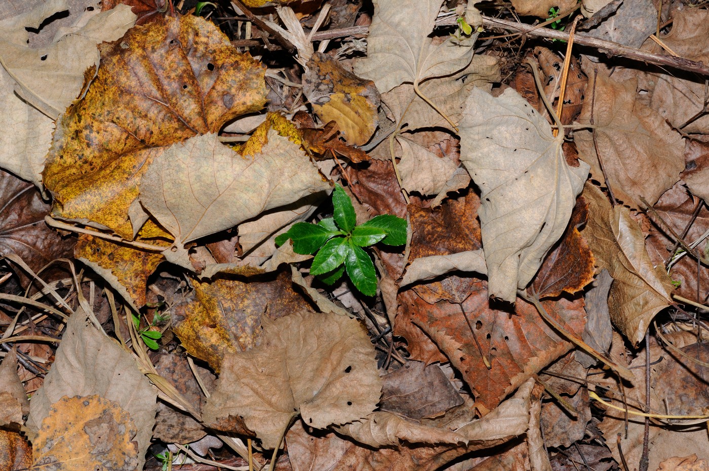 Image of Chimaphila japonica specimen.