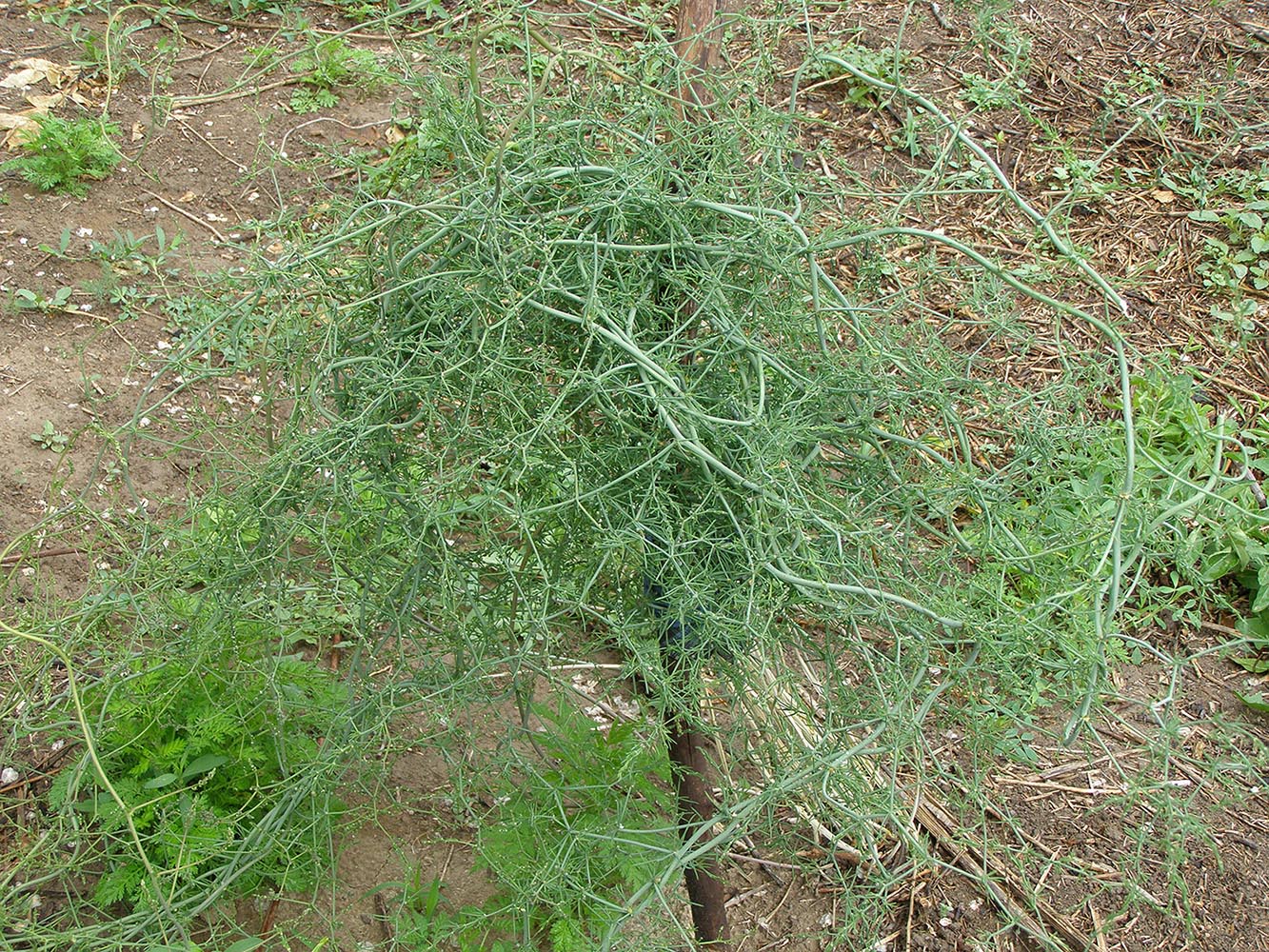 Изображение особи Asparagus angulofractus.