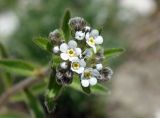 Lappula microcarpa. Соцветие. Кыргызстан, Чуйская обл., Аламудунский р-н, долина р. Ала-Арча, пойма. 27.05.2019.