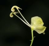 Aconitum puchonroenicum