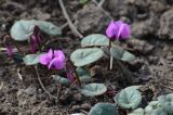 Cyclamen coum