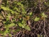 Viburnum lantana. Верхушка ветки с незрелыми плодами. Украина, Николаевская обл., окр. села Трикраты, Арбузинский каньон, в кустарнике. 30.05.2021.