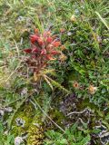 Pedicularis sudetica. Плодоносящее растение. Гыданский п-ов, побережье Обской губы, склон холма. 06.08.2021.