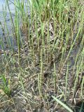 Equisetum fluviatile