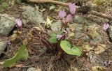 Cyclamen persicum. Цветущее растение. Кипарисово-сосновый лес в предгорьях Иудеи, Израиль, середина марта.
