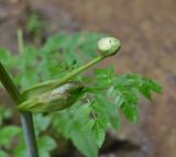 Angelica pachyptera