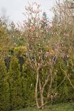 Magnolia × soulangeana. Зацветающее дерево. Краснодар, парк \"Краснодар\", Японский сад, в культуре. 21.03.2024.
