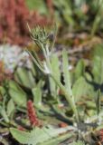 Tolpis umbellata