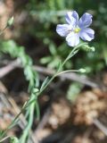 Linum humile. Верхушка цветущего растения. Узбекистан, Ташкентская обл., отроги Чаткальского хр., горы по правому берегу р. Галвасай. 26.05.2011.