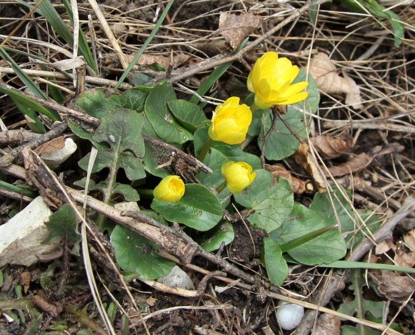 Изображение особи Ficaria calthifolia.