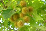 Platanus orientalis. Соплодия. Зап. Крым, г. Саки, посадки вдоль улицы. 29.08.2011.