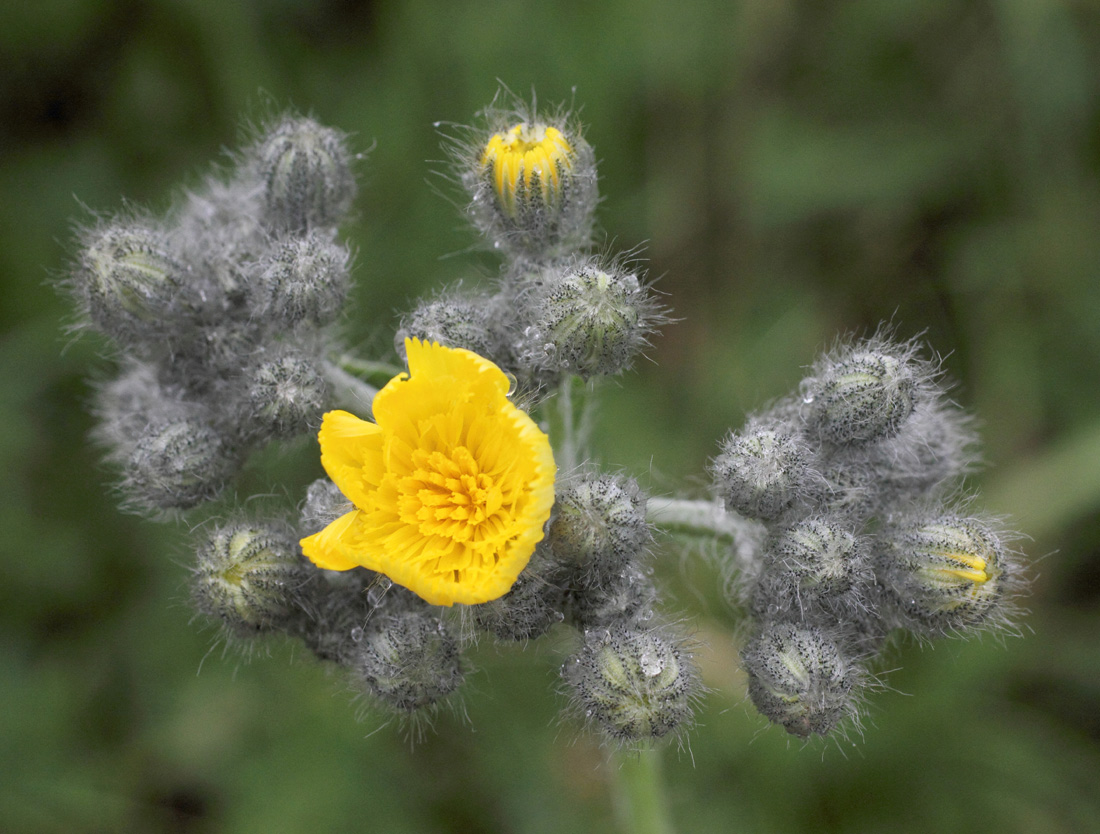 Изображение особи Pilosella procera.