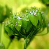 Heracleum sibiricum