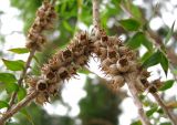 Melaleuca styphelioides. Соплодия. Монако, Монте-Карло, сад напротив Оперы Монте-Карло. 19.06.2012.