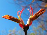 Cercidiphyllum japonicum