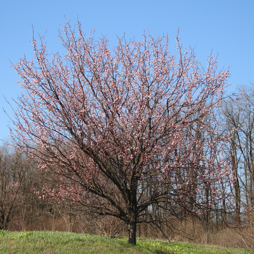 Абрикос обыкновенный (Armeniaca vulgaris)