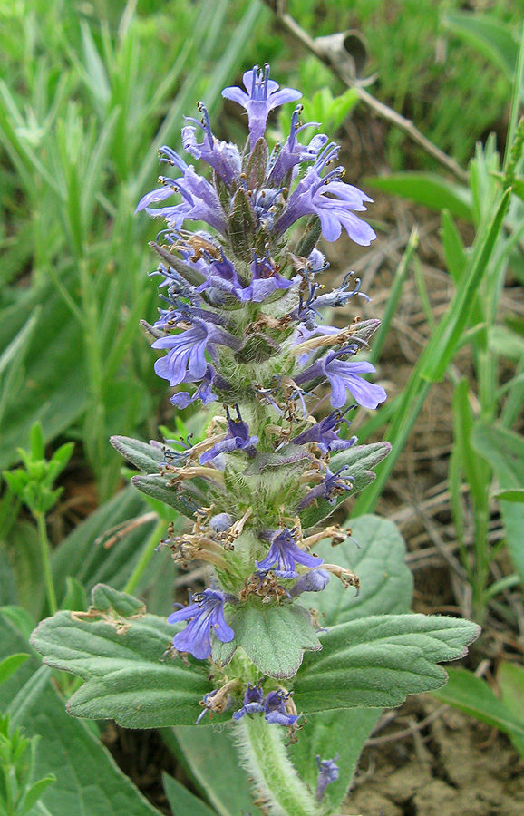 Image of Ajuga genevensis specimen.