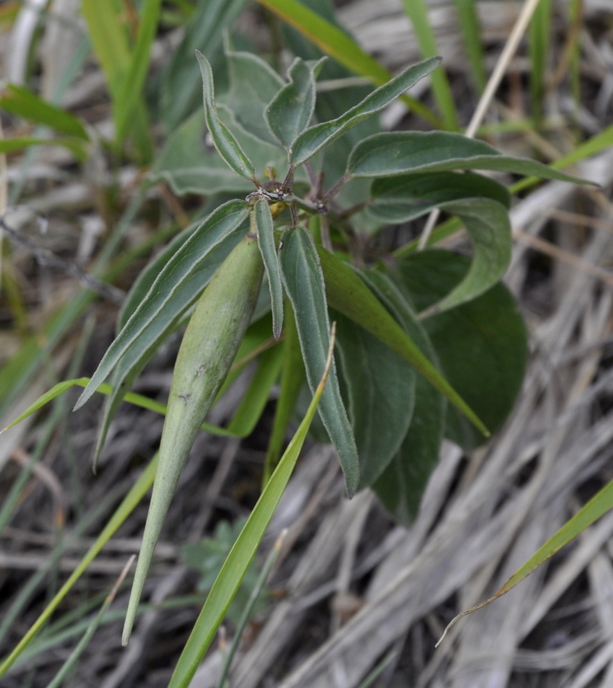 Image of genus Vincetoxicum specimen.