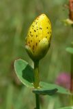 Hypericum maculatum. Верхушка побега с бутоном. Свердловская обл., окр. г. Североуральск, район скал Три Брата, разнотравный луг возле соснового леса. 21.07.2013.